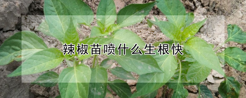 辣椒苗噴什么生根快