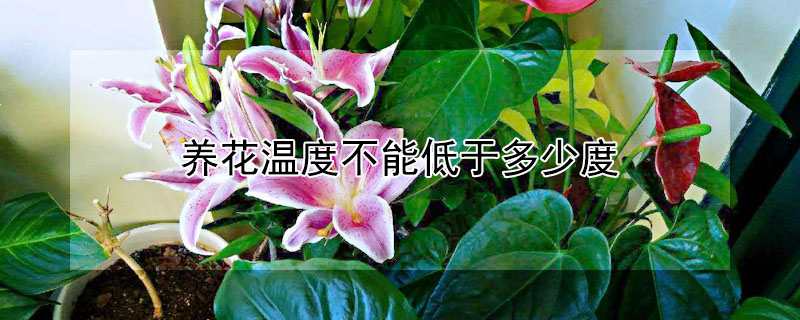 養(yǎng)花溫度不能低于多少度