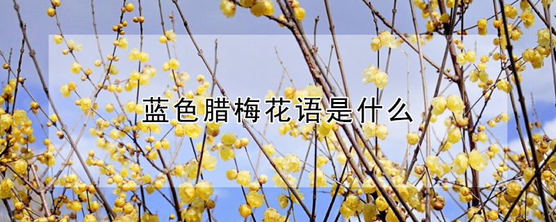 藍色臘梅花語是什么