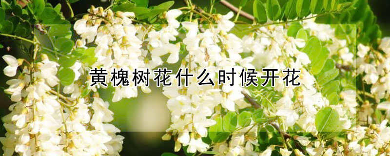 黃槐樹花什么時(shí)候開花