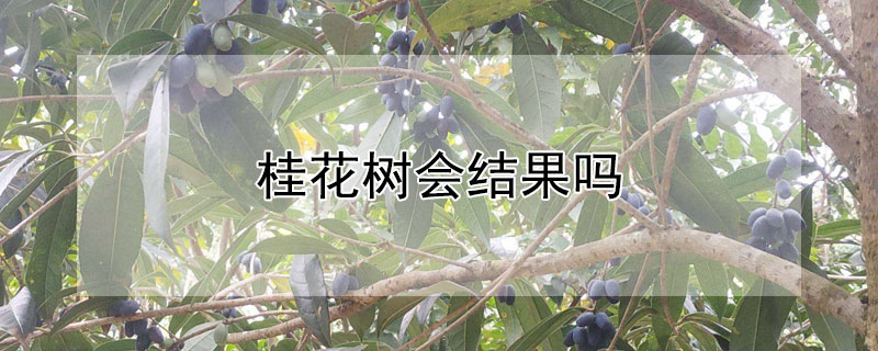 桂花樹會結果嗎