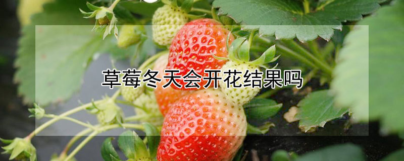 草莓冬天會開花結果嗎