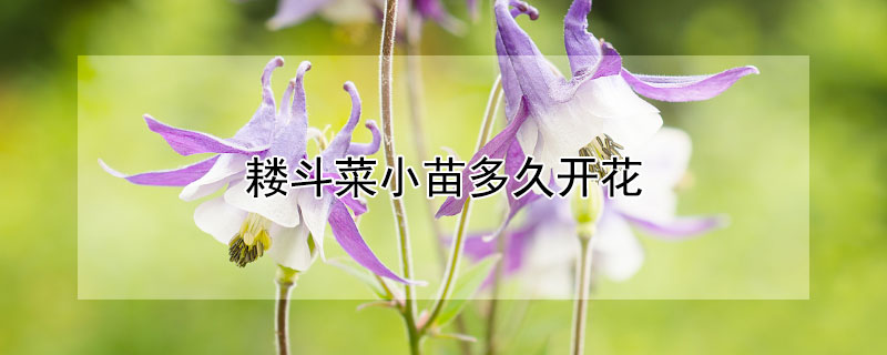 耬斗菜小苗多久開花