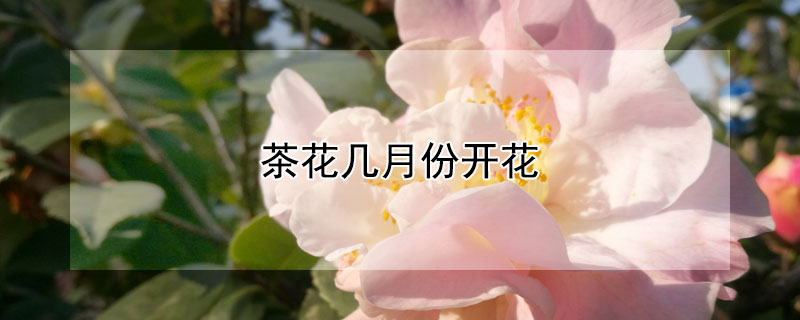 茶花幾月份開花