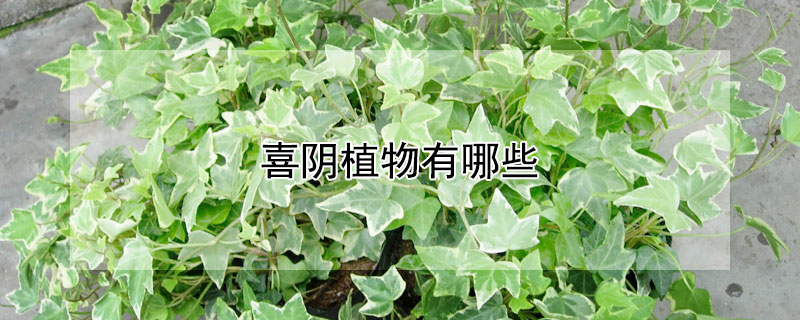 喜陰植物有哪些