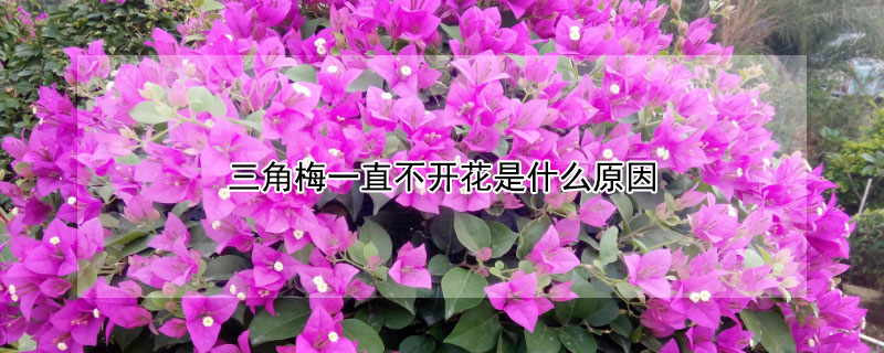 三角梅一直不開花是什么原因