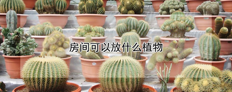 房間可以放什么植物