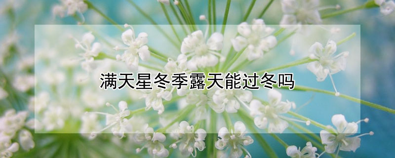 滿天星冬季露天能過冬嗎