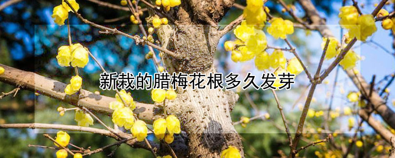 新栽的臘梅花根多久發(fā)芽