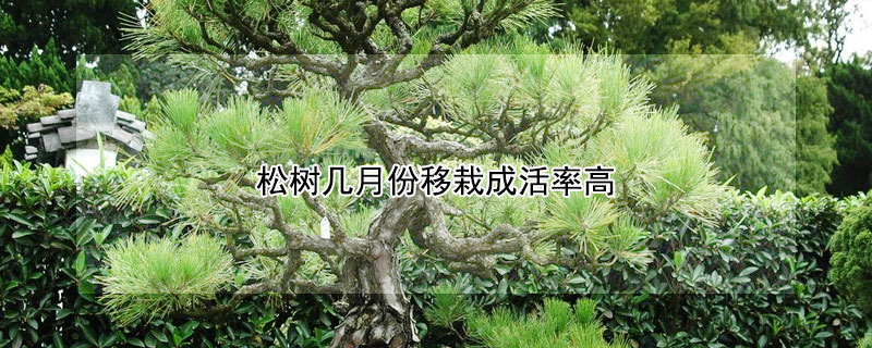 松樹幾月份移栽成活率高