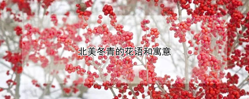 北美冬青的花語(yǔ)和寓意