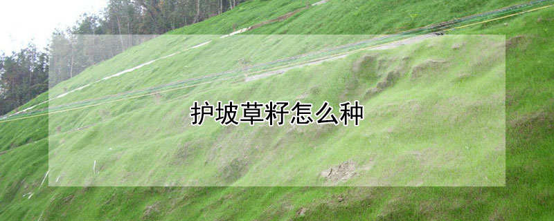 護坡草籽怎么種