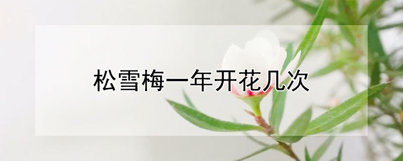 松雪梅一年開花幾次