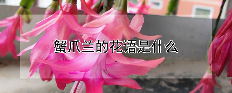 蟹爪蘭的花語是什么