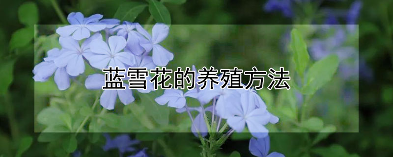 藍(lán)雪花的養(yǎng)殖方法