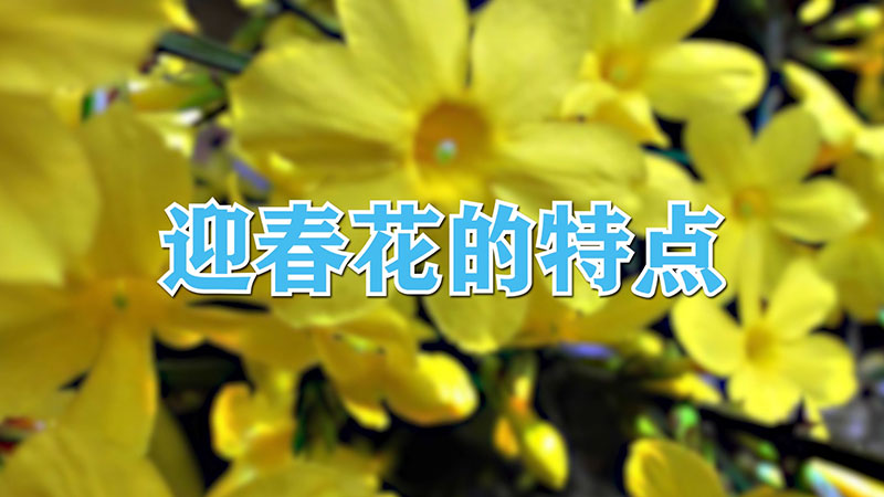 迎春花的特點(diǎn)