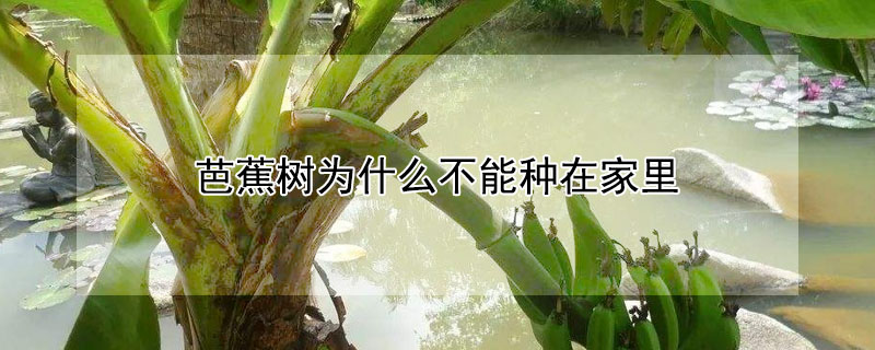 芭蕉樹為什么不能種在家里