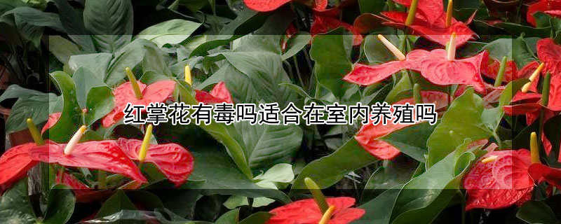 紅掌花有毒嗎適合在室內(nèi)養(yǎng)殖嗎