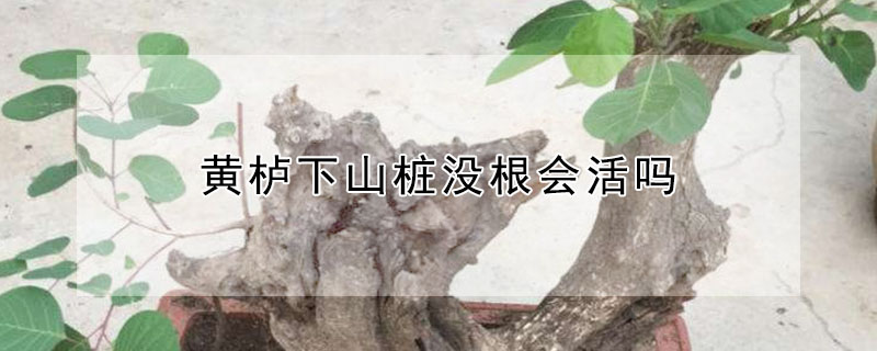 黃櫨下山樁沒根會活嗎