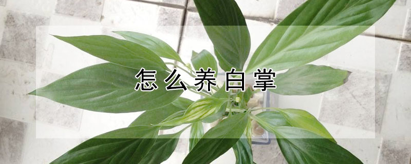 怎么養白掌