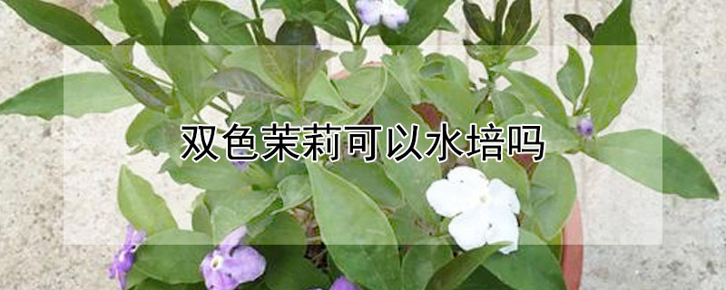 雙色茉莉可以水培嗎