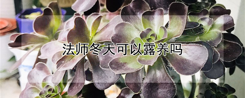 法師冬天可以露養(yǎng)嗎