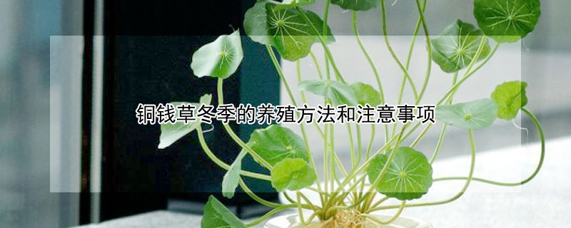 銅錢草冬季的養殖方法和注意事項