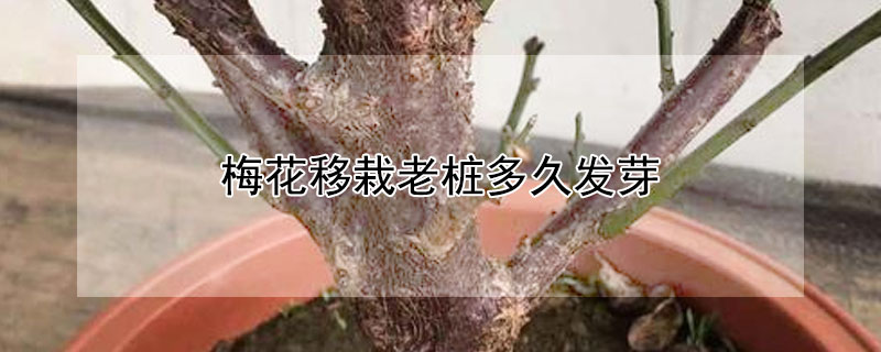 梅花移栽老樁多久發芽