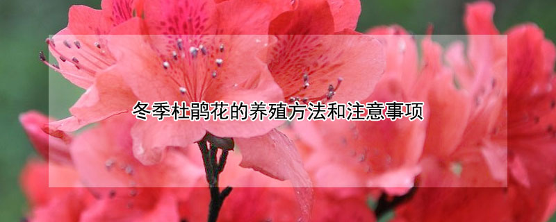 冬季杜鵑花的養(yǎng)殖方法和注意事項(xiàng)