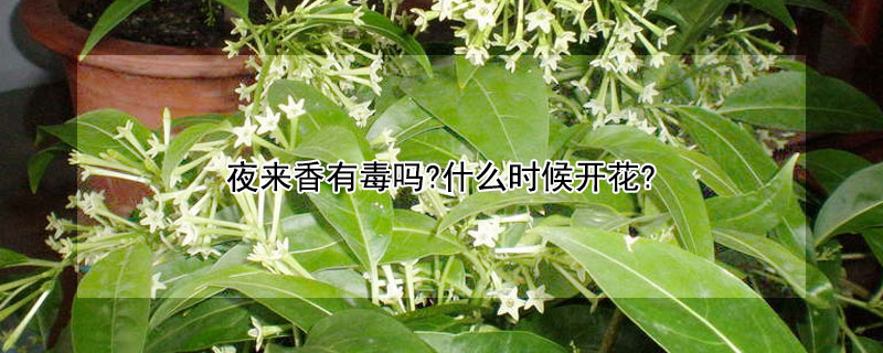 夜來香有毒嗎?什么時(shí)候開花?