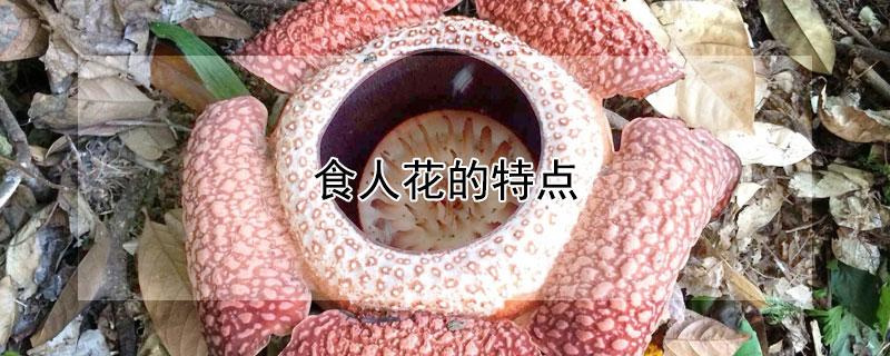 食人花的特點(diǎn)