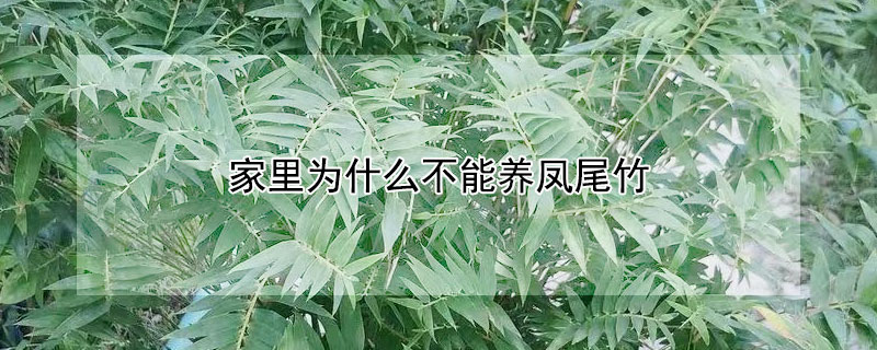 家里為什么不能養鳳尾竹