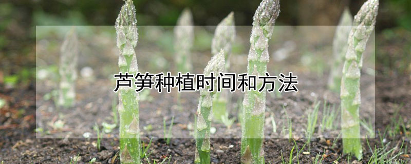 蘆筍種植時間和方法