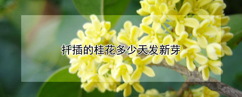 扦插的桂花多少天發(fā)新芽