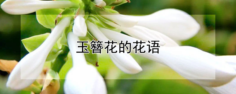 玉簪花的花語