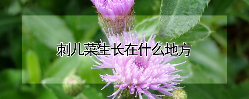 刺兒菜生長在什么地方