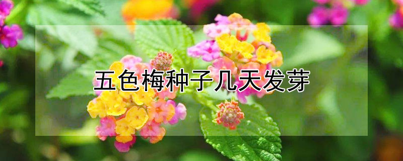 五色梅種子幾天發(fā)芽