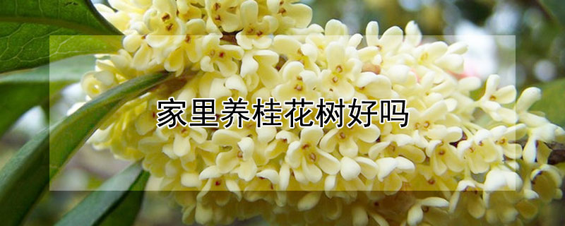 家里養(yǎng)桂花樹(shù)好嗎