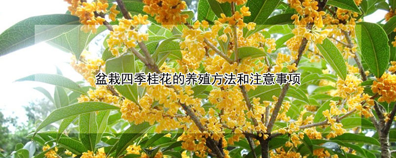 盆栽四季桂花的養殖方法和注意事項