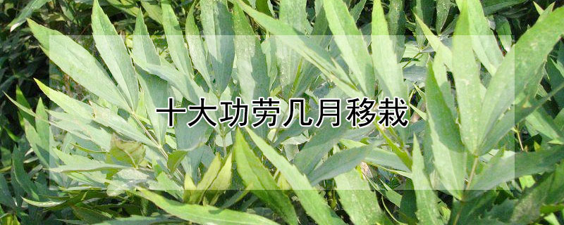 十大功勞幾月移栽