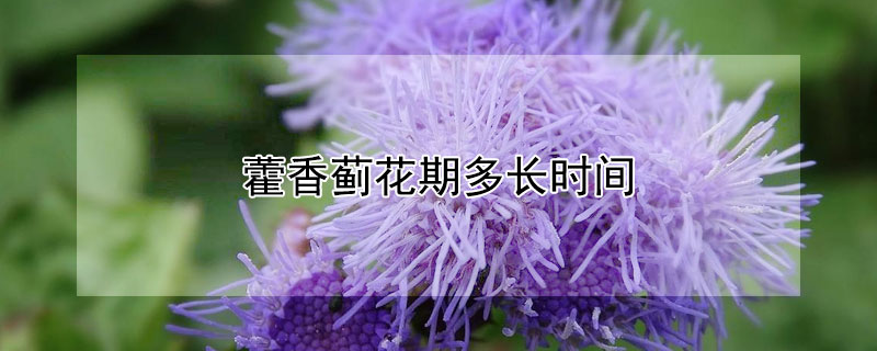 藿香薊花期多長時間