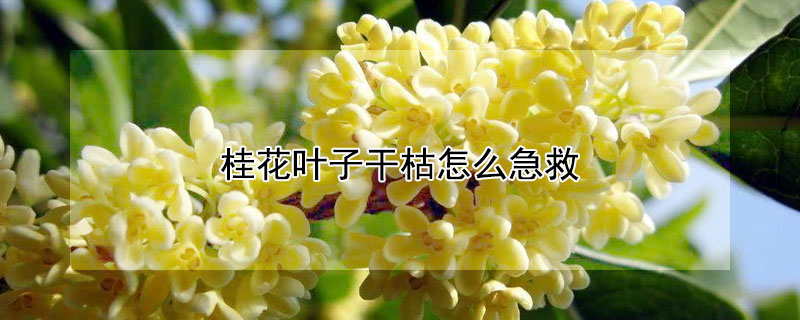 桂花葉子干枯怎么急救