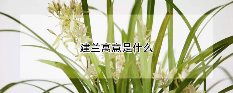 建蘭寓意是什么