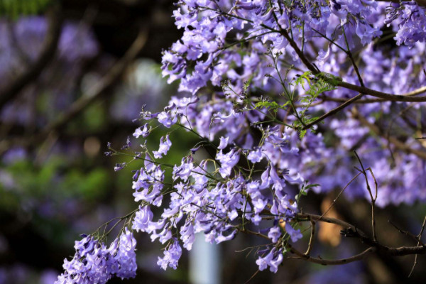 藍(lán)花楹的養(yǎng)殖方法和注意事項(xiàng)