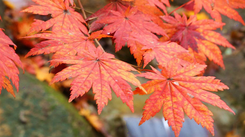 香山紅葉什么時候紅