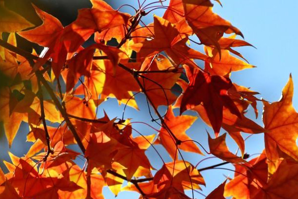 香山紅葉什么時候紅