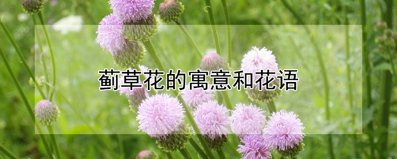 薊草花的寓意和花語(yǔ)