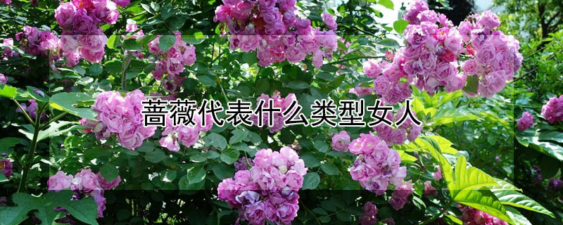 薔薇代表什么類型女人