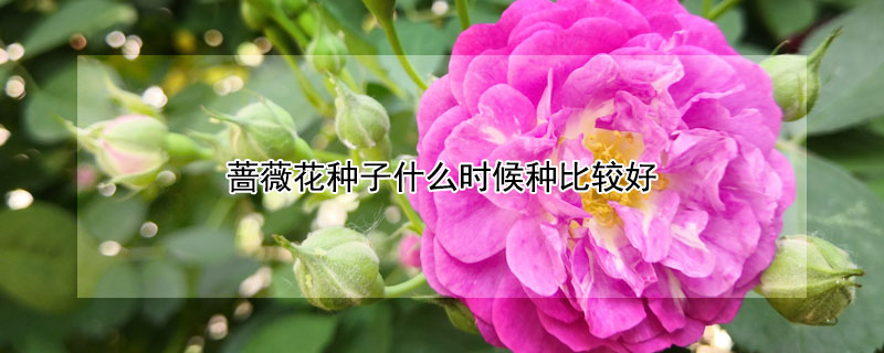 薔薇花種子什么時(shí)候種比較好