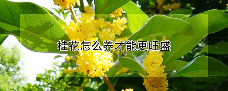 桂花怎么養才能更旺盛